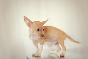 A Chihuahua pup, similar to the one who was rescued by a group of drivers on the Staten Island Expressway in New York.