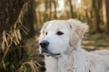 A white dog, similar to the dog that was found stranded in Dandridge, Tennesse, where the community rescued the dog and raised $7k for his medical bills.