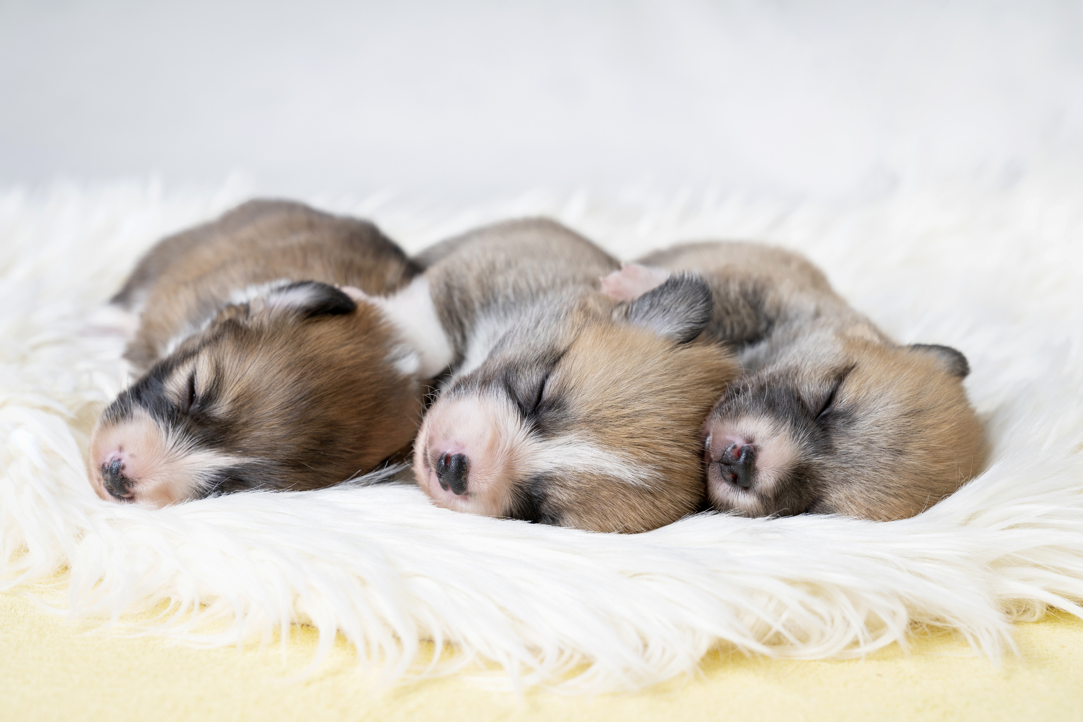 Puppy eyesight 2024 at 10 weeks