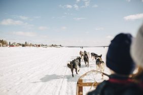 A sled dog team, similar to the one that collided with a snowmachine. Three dogs were killed in the accident.