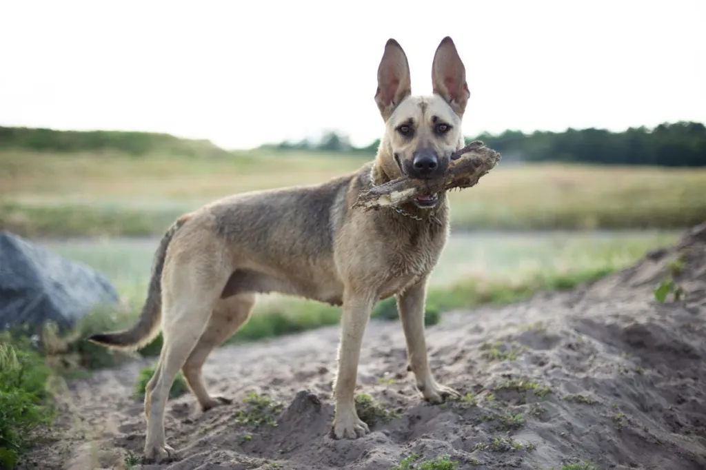 big beautiful German Shepherd Pitbull mix dog with a stick in his teeth