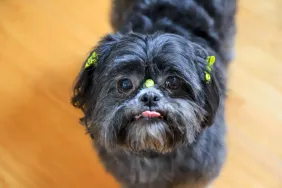 Gray Shih Tzu looking into the camera with tip of their tongue out like the dog lost in desert.