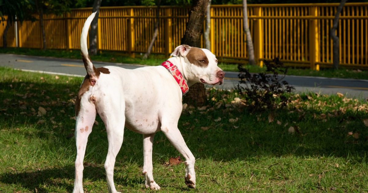 Woman Sentenced for Throwing Puppy From Speeding Car