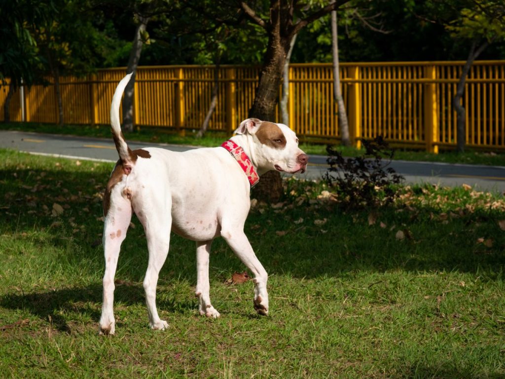 White Pit Bull walking outdoors, similar to the one who as a puppy was thrown from a car by a Minnesota woman.