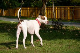 White Pit Bull walking outdoors, similar to the one who as a puppy was thrown from a car by a Minnesota woman.