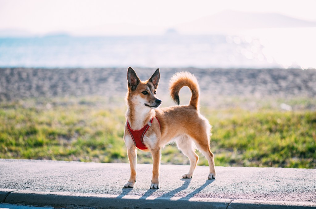 Norwegian Lundehund, a breed facing extinction, Walking on the Beach. The dog wears a red harness.