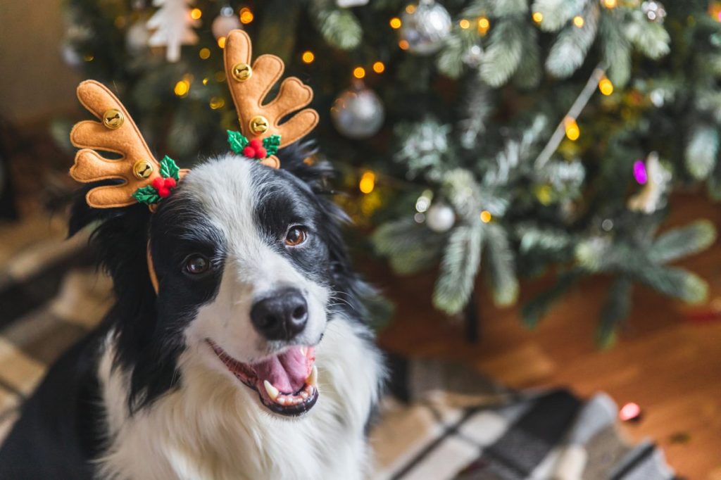 Funny portrait of cute holiday puppy dog Border Collie wearing Christmas costume reindeer antlers hat near Christmas tree at home indoors background.