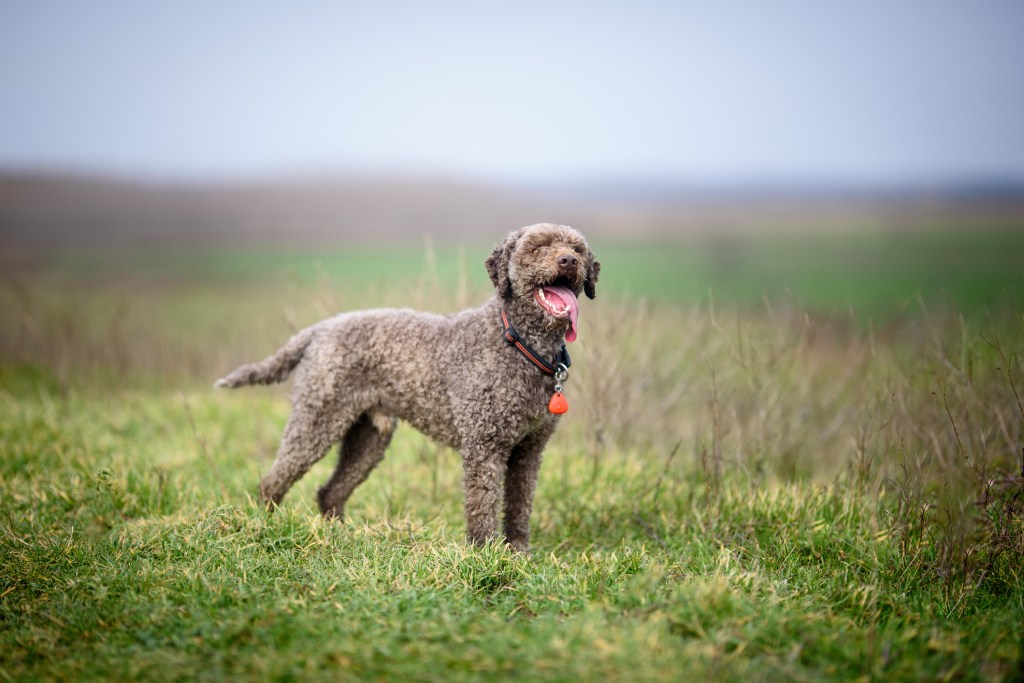 A beautiful Lagotto Romagnolo in the field on a autumn morning