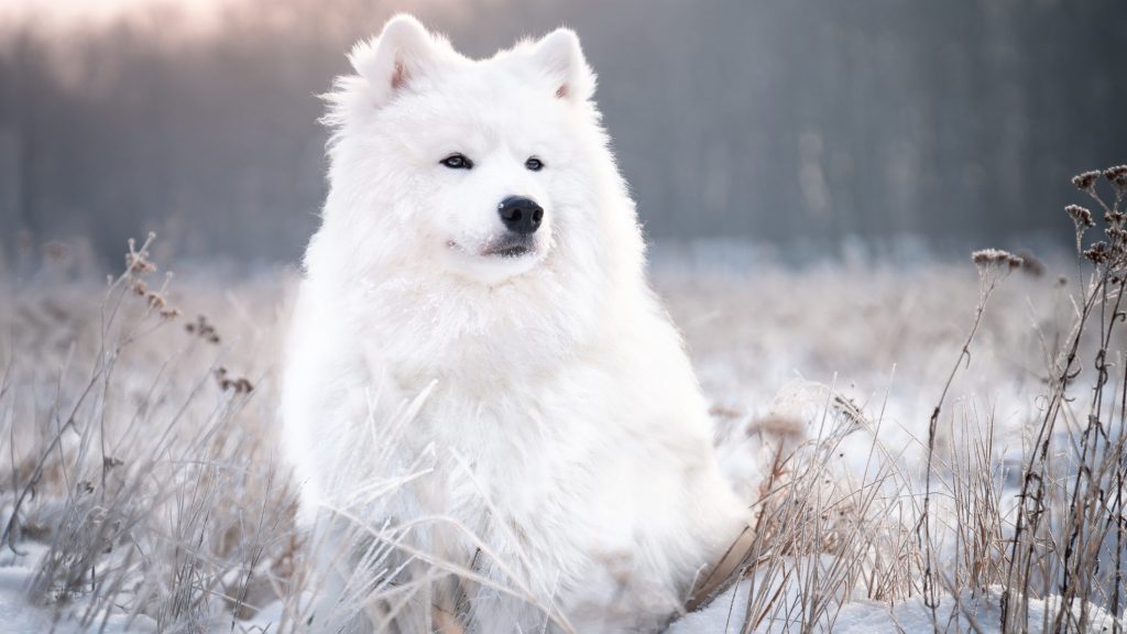 A white samoyed dog sits on a snow-covered meadow. Outdoor photo