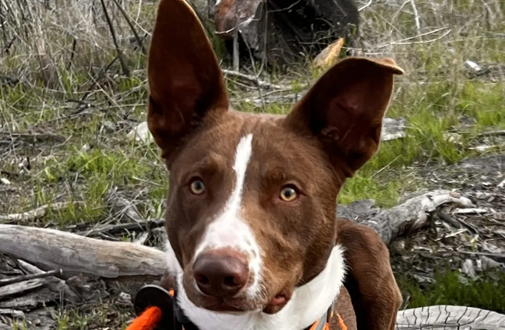 Chocolate McNab dog posing on a hike