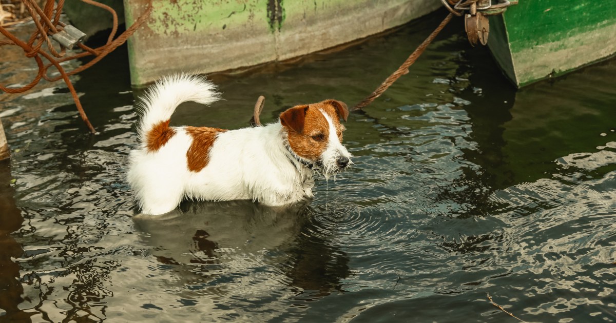 Dog Left Chained to Tree in Rising Flood Waters Rescued