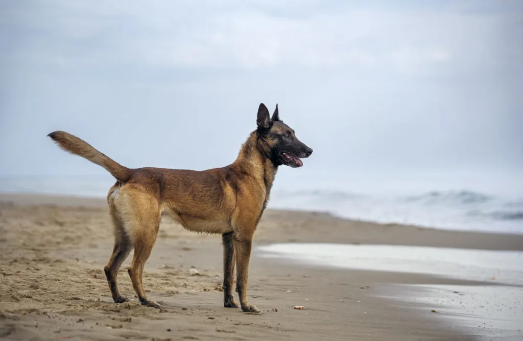 A Belgian Malinois standing on the beach shore, MSP trooper shoots, kills dog
