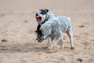 A visibly angry dog fighting another dog in an open field. like the dogs rescued from the Mississippi dog fighting ring.
