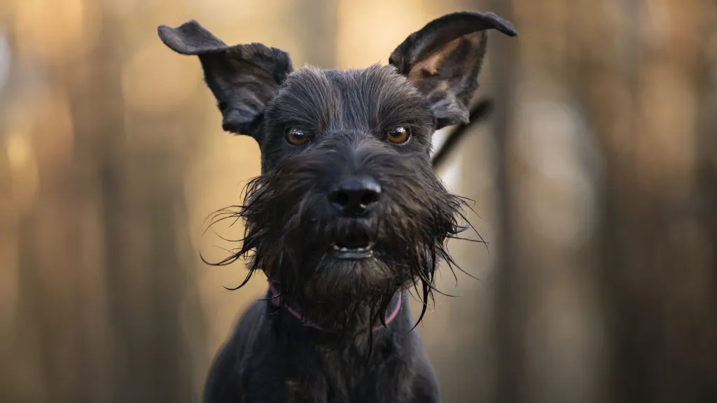 Funny portrait of a running Schnauzer. Outdoor photo