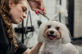 A dog at the grooming salon, similar to the Minnesota rescue dogs who got holiday makeovers at Adore Dog Salon.