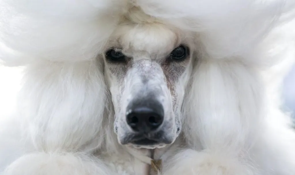 Hypoallergenic dogs, like this white King Poodle breed who doesn't shed that much.