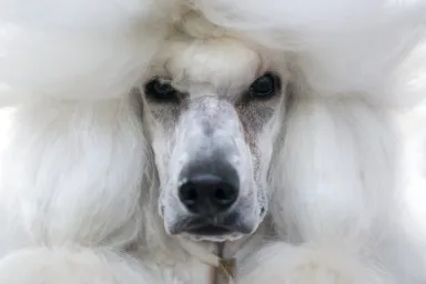 Hypoallergenic dogs, like this white King Poodle breed who doesn't shed that much.