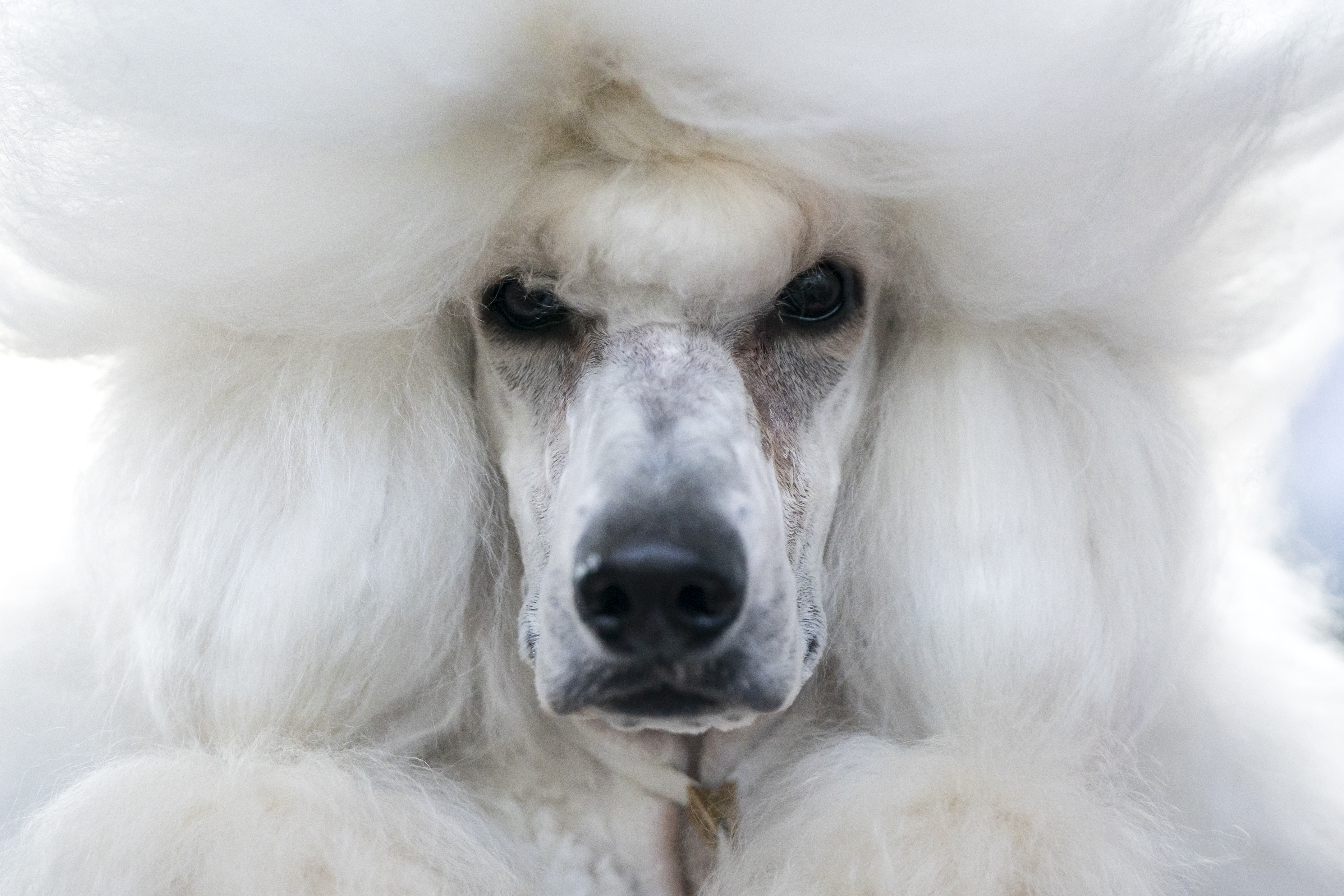 Hypoallergenic sporting store dogs