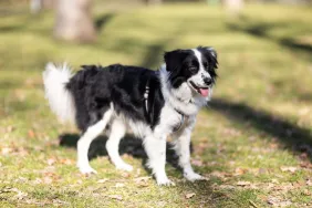 A Border Collie standing outside with tongue out, like the dog who rediscovers rare mole species