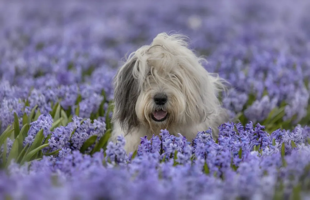 Portrait of an Old English Sheepddog amidst purple flowers on field in Texel, Netherlands.