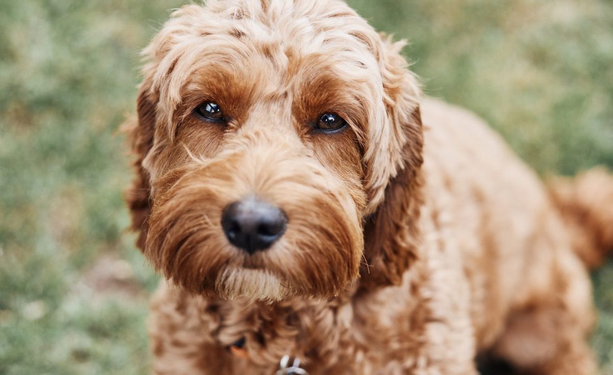 Cockapoo terrier outlet mix puppies
