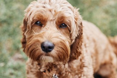 Pros and cons of a Cavapoo
