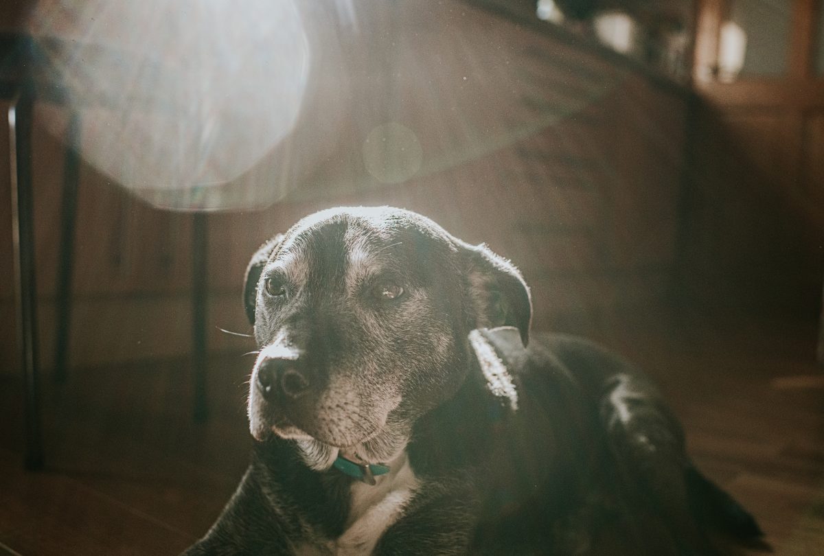 Dog looking for new outlet home