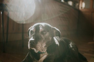 A dog, similar to the one who's been waiting to find a home for more than 600 days in Britain.