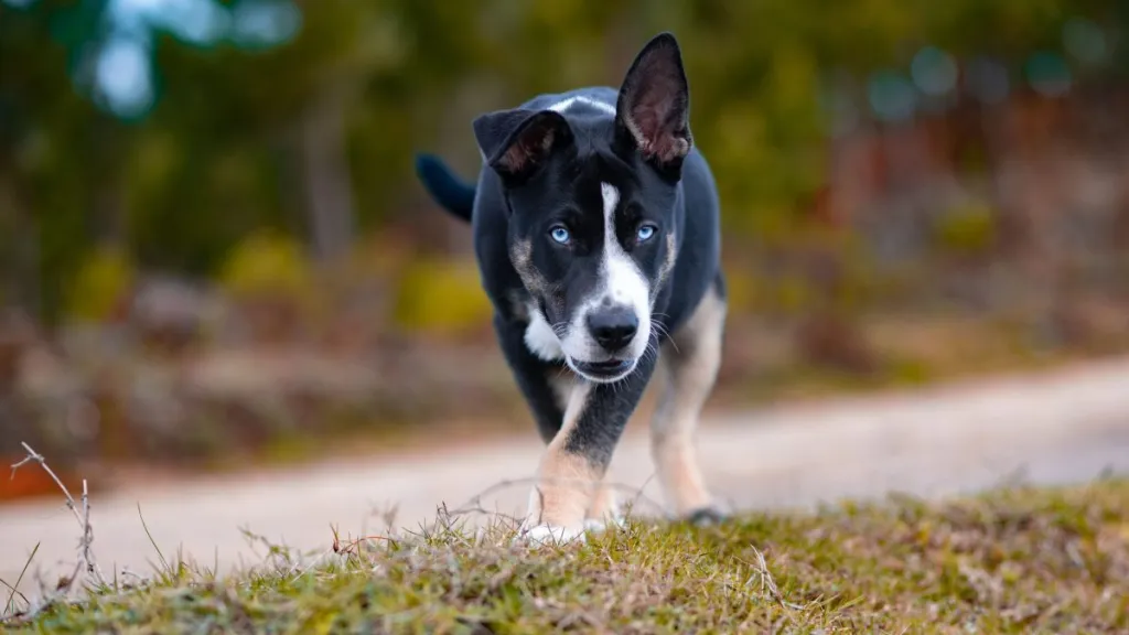 Selective focus shot of a black and white with blue eyes McNab puppy, playing, running outdoors in autumn park on blurry background