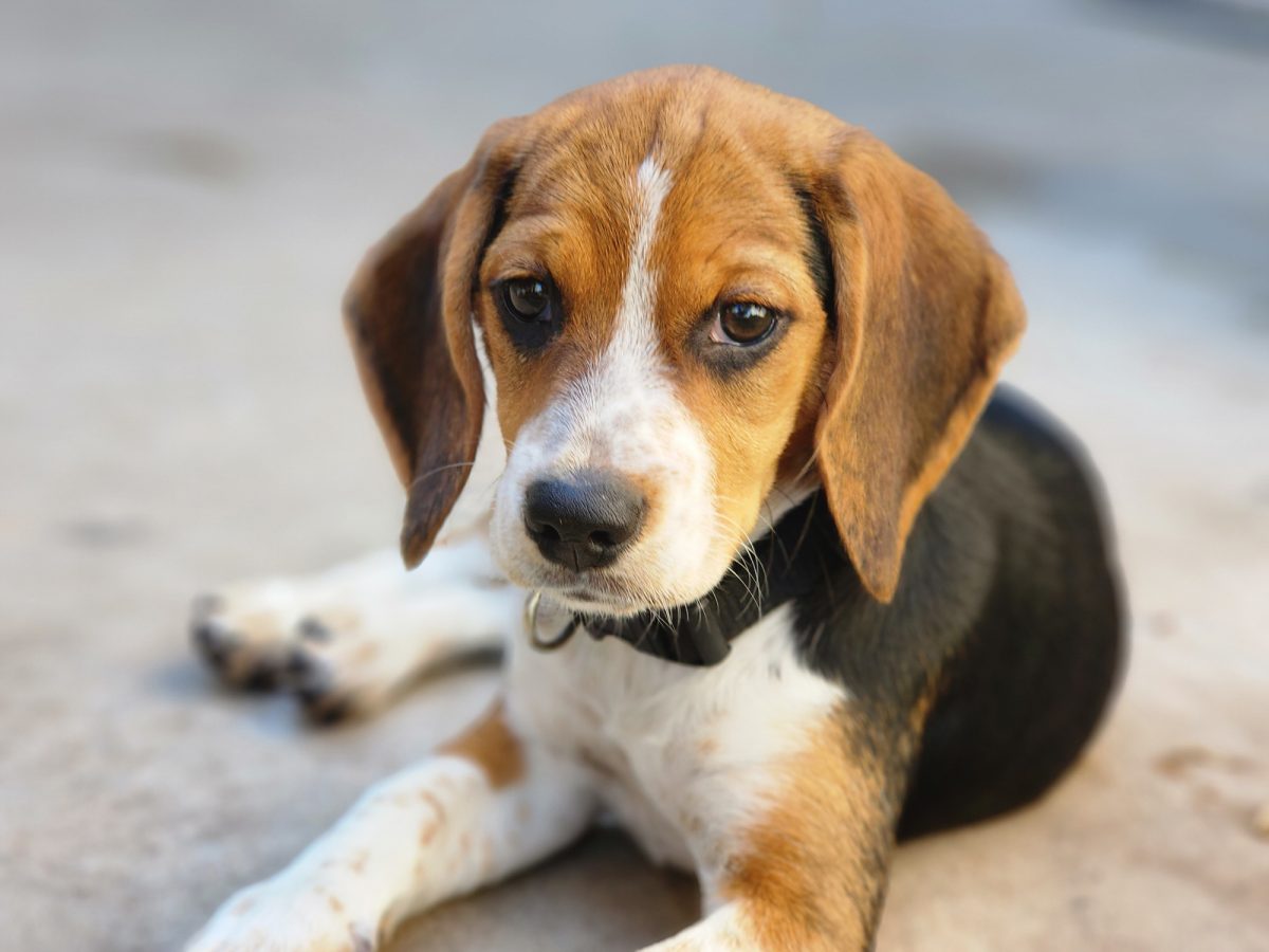 Beagle mass hotsell