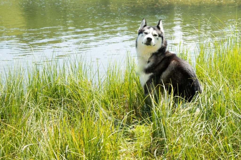 A cute Sakhalin husky sitting by the lake in Austria, Tauplitz