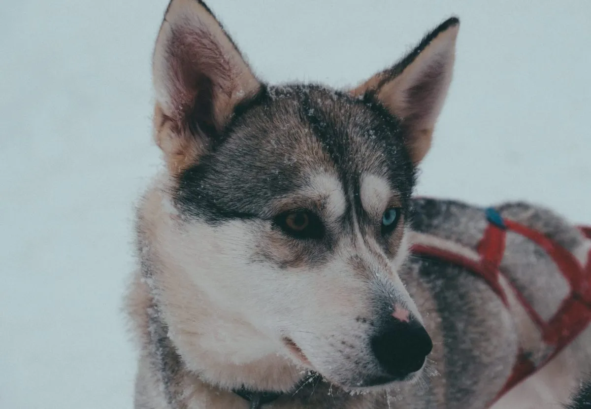 Dogtime husky sale