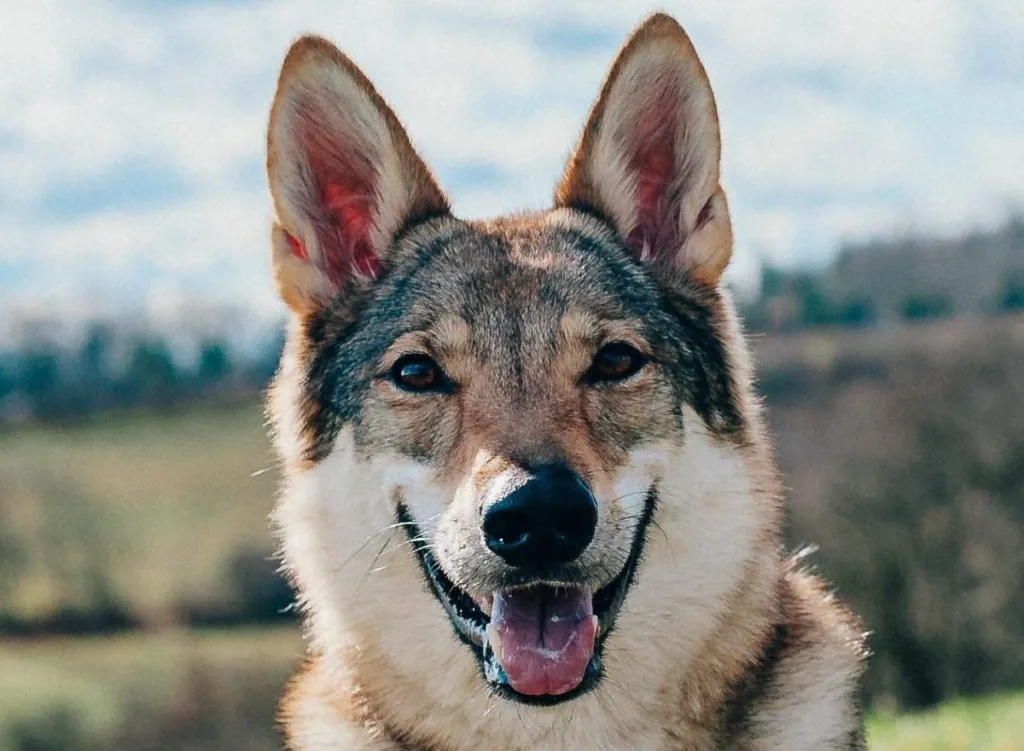 close-up photo of a Tamaskan Dog looking at the camera