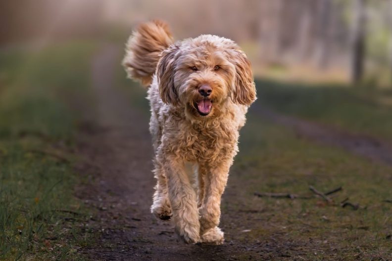 A beautiful view of a cute Otterhound, one of the most cherished dog breeds facing extinction, running in the park