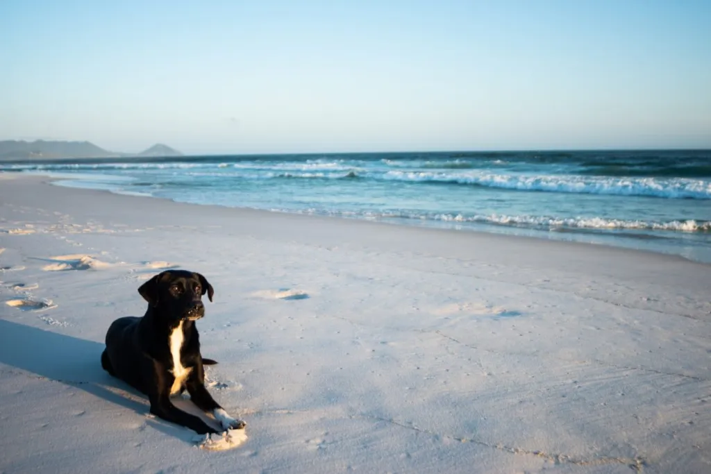A mcnab dog on a sunny beach