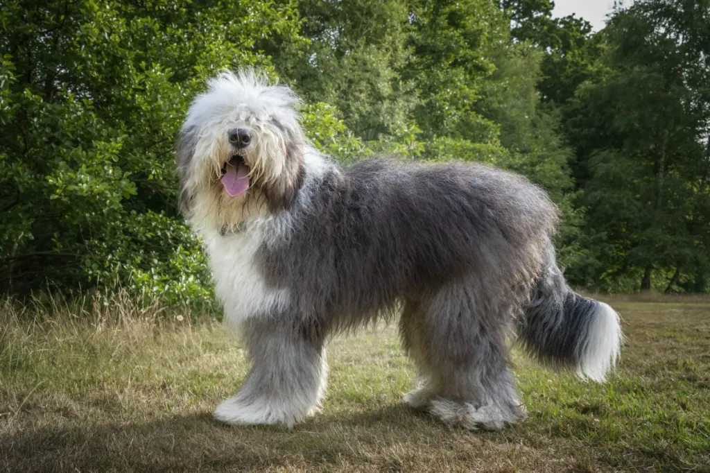 Old English Sheepdog standing in a field with trees looking at the camera all happy
