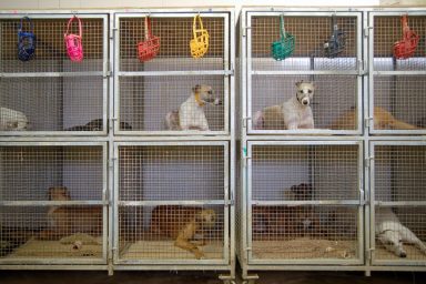Rescued dogs resting in double-stacked crates, like the ones rescued from a dog fighting ring in Mississippi by Sheriffs.