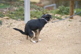 A black leashed dog pooping on the ground. DNA testing dog poop compels owners to clean up after their dogs.