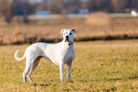 A Dogo Argentino standing in an open field, like the dog starved to death