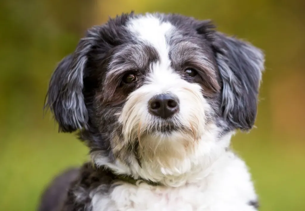 A black and white Shih Tzu x Poodle mixed breed dog looking at the camera