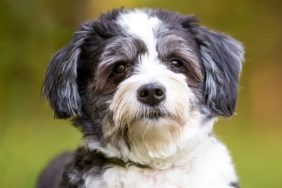 A black and white Shih Tzu x Poodle mixed breed dog looking at the camera