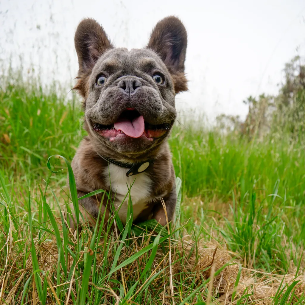 Fluffy French Bulldog standing in the grass looking at the camera
