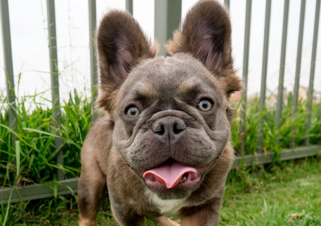 Male Fluffy French Bulldog puppy having a good time at the park (up close and personal).