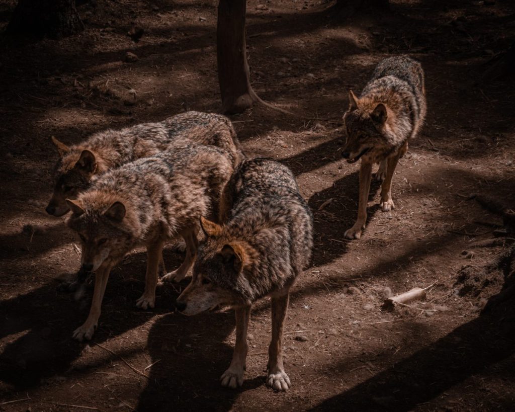 A pack of four coyotes walking in the dark like those involved in a dog attack by coyotes in Colorado.