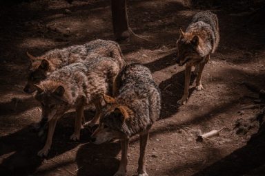 A pack of four coyotes walking in the dark like those involved in a dog attack by coyotes in Colorado.