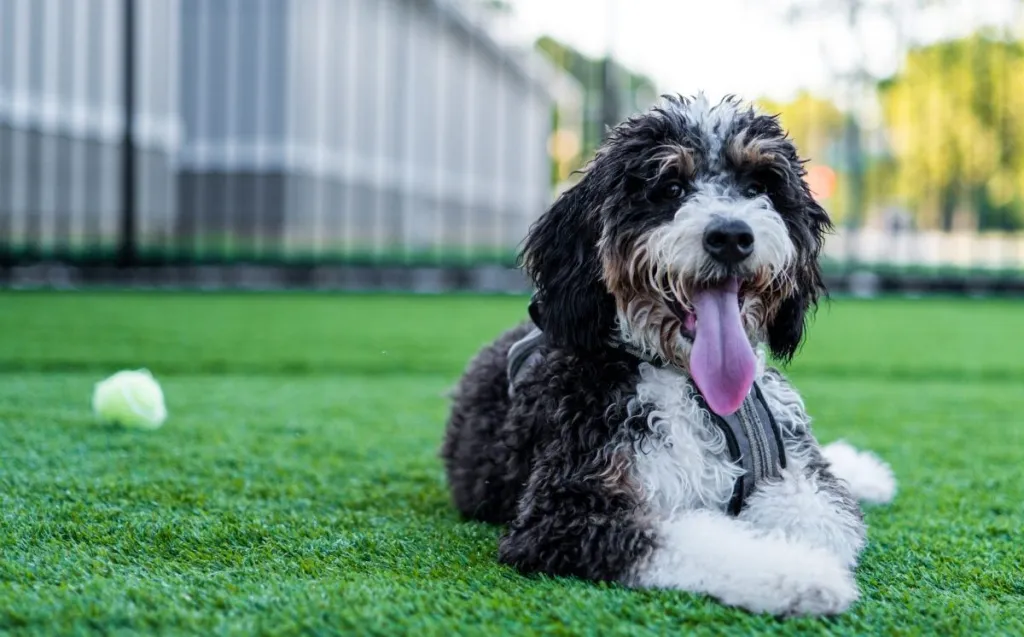 Pros and cons of a Bernedoodle