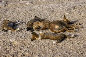 A group of neglected dogs sleeping on the ground, like the dogs rescued from Caribbean Island.