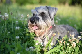 A Miniature Schnauzer in a field, similar to the Indiana's First Dog Henry, who recently passed away.