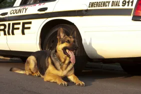German Shepherd K-9 sitting next to a sheriff's car like the one involved in death of police dog in Iowa.