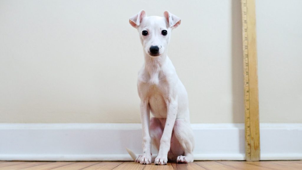 White Italian Greyhound puppy standing next to a ruler. A hypoallergenic dog.